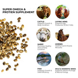 Whole Hemp Seeds for Chickens, Poultry, Exotic & Wild Birds | Premium Protein & Omega-Rich Hemp Seed Feed Supplement | 5 lb